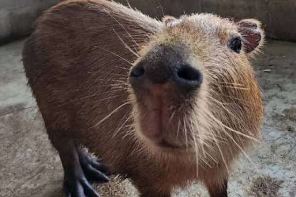 Desaru Alpaca Farm Cover